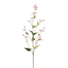 Chicory, 100cm, pink