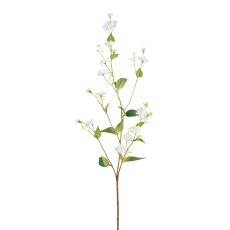 Chicory, 100cm, white