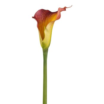 Calla, 60cm, orange