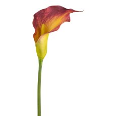 Calla, 72cm, orange