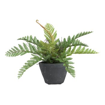 Fern in grey cement pot