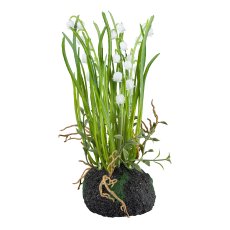 Lily of the valley in soil ball, 22cm, white