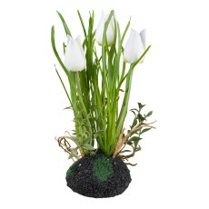 Tulpen im Erdballen, 22cm, weiß