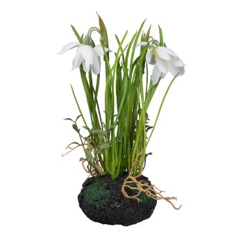 Snowdrop in soil ball, 22cm, white