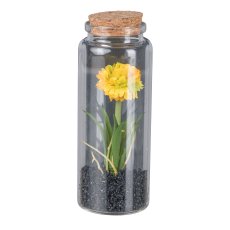 Straw flower in glass with lid, 12.5cm, yellow