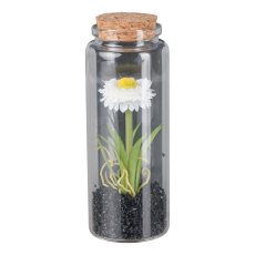 Straw flower in glass with lid, 12.5cm, white