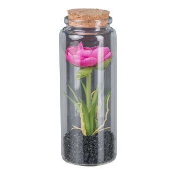 Ranunculus in glass with lid, 12.5cm, pink