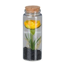 Ranunculus in glass with lid, 12.5cm, yellow