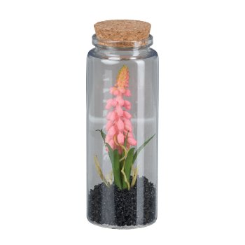 Muscari in glass with lid, 12.5cm, pink