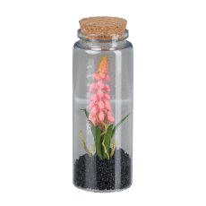 Muscari in glass with lid, 12.5cm, pink