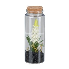 Muscari in glass with lid, 12.5cm, white