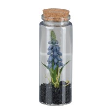 Muscari in glass with lid, 12.5cm, blue