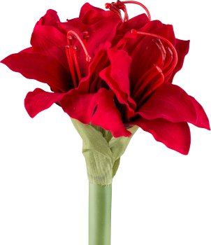 Amaryllis, 31cm, red