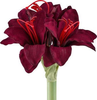 Amaryllis, 31cm, ruby