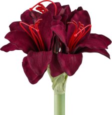 Amaryllis, 31cm, ruby