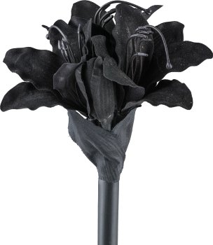 Amaryllis, 31cm, schwarz