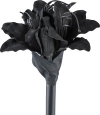 Amaryllis, 31cm, black