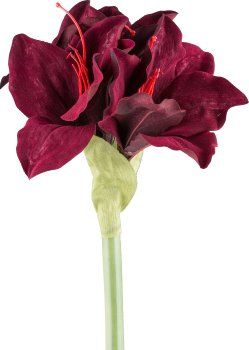 Amaryllis, 50cm, ruby