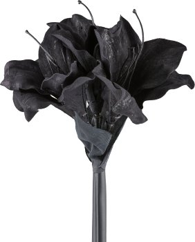 Amaryllis, 50cm, schwarz