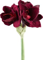 Amaryllis, 64cm, ruby