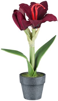 Weihnachtsblumen 3fa sort., 16-25cm