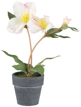 Weihnachtsblumen 3fa sort., 16-25cm