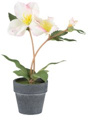 Weihnachtsblumen 3fa sort., 16-25cm