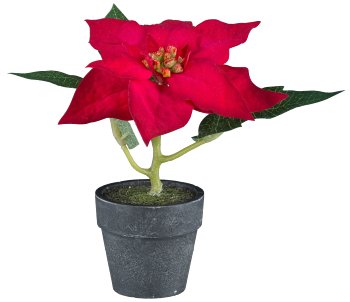 Weihnachtsblumen 3fa sort., 16-25cm