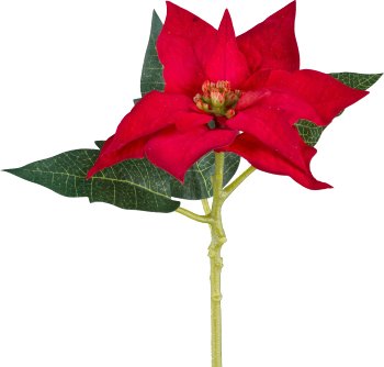 Poinsettie, 40cm, rot