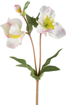 Christrose, 38cm, hellrosa