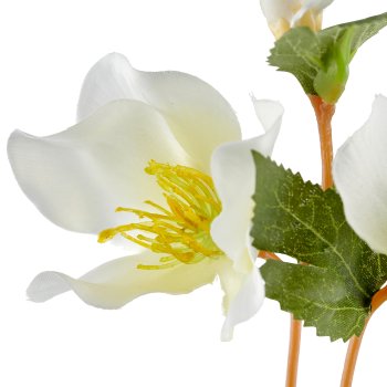 Christrose, 38cm, weiß