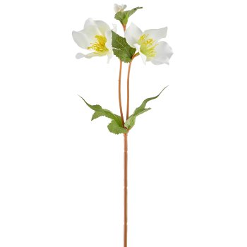 Christrose, 38cm, weiß
