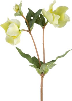 Christrose, 38cm, hellgrün