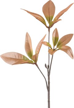 Aralienzweig, 39cm, apricot
