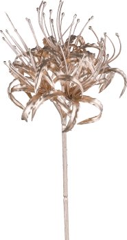 Nerine, 93cm, champagner
