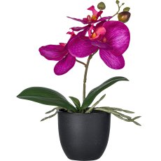 Phalaenopsis in a pot, 8x7cm, pink
