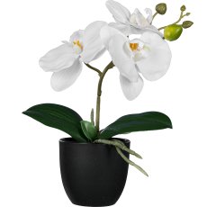 Phalaenopsis in a pot, 8x7cm, white