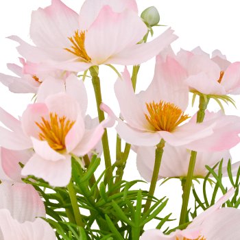 Cosmea x5, 22cm, pale pink, in plastic pot 8x7cm