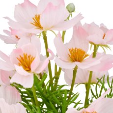 Cosmea x5, 22cm, pale pink, in plastic pot 8x7cm