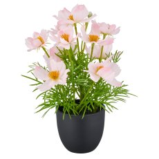 Cosmea x5, 22cm, rosa, im Kunststofftopf 8x7cm