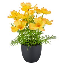 Cosmea x5, 22cm, gelb, im Kunststofftopf 8x7cm