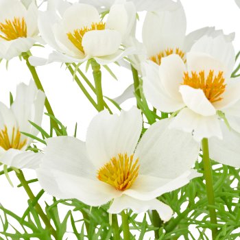 Cosmea x5, 22cm, weiß, im Kunststofftopf 8x7cm