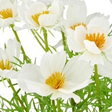 Cosmea x5, 22cm, weiß, im Kunststofftopf 8x7cm
