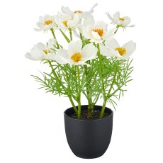Cosmea x5, 22cm, weiß, im Kunststofftopf 8x7cm