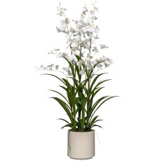 Oncydie in pot, 98cm, white