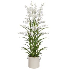 Oncydie in pot, 129cm, white
