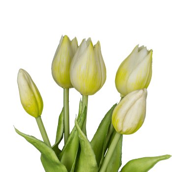 Tulip x5, 25cm, white