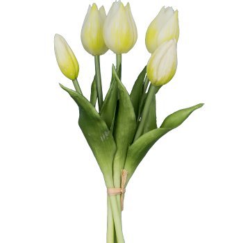 Tulip x5, 25cm, white