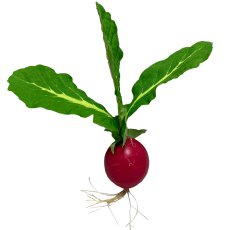 Garden radish with leaves, 6/poly, 11.5cm, red