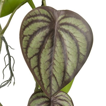 Dwarf pepper in hanging pot, 85cm, green